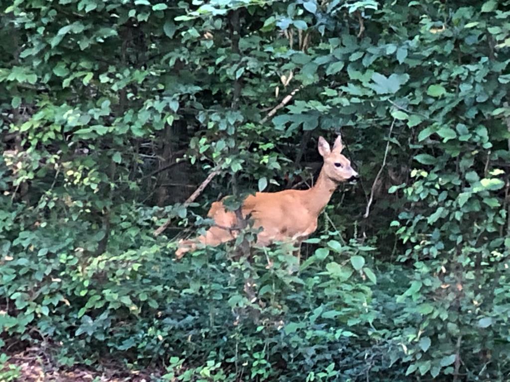 A deer standing among dense green bushes and trees in Nymphenburg Palace Park in Munich.