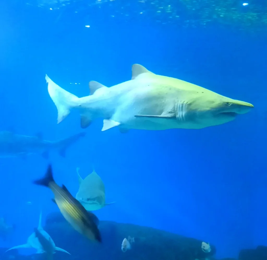 Large shark swimming underwater among other fish at Palma Aquarium in Mallorca