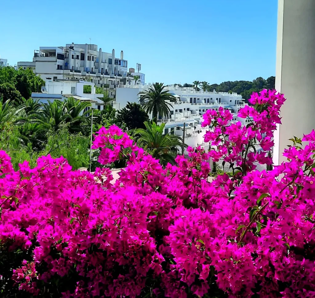 Bright pink bougainvillea overlooking white buildings and palm trees in Mallorca