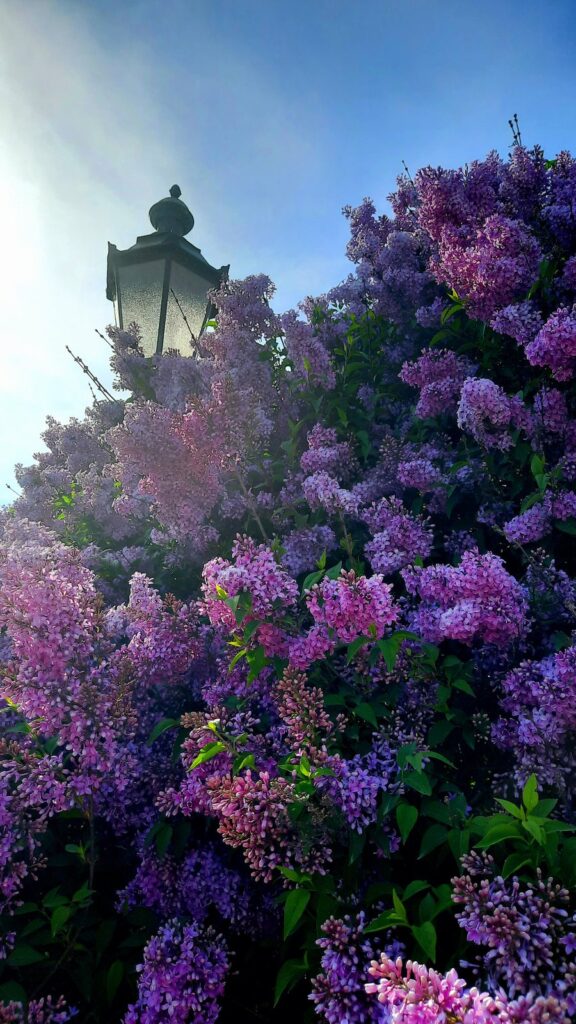 Purple and pink lilacs blooming around a traditional garden lantern at Nymphenburg Palace Park in spring.