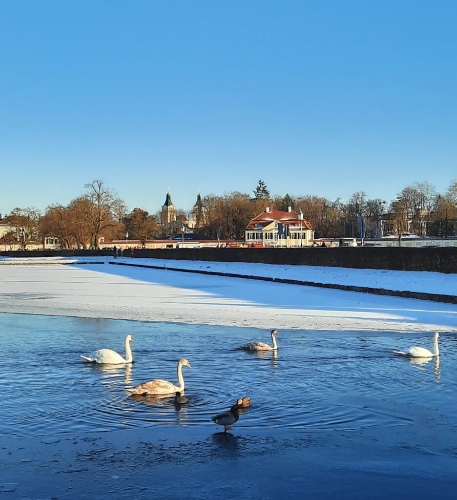 Swans swimming in the unfrozen water of the partially frozen Nymphenburg canal in Munich on a sunny winter day.